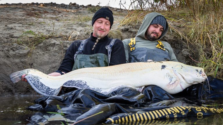 wels15
