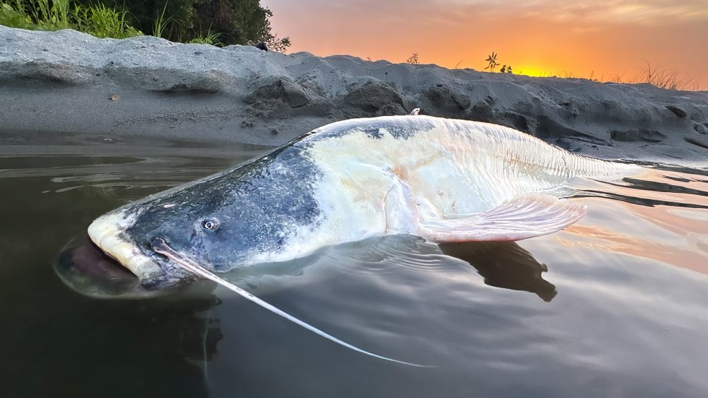 wallerwelt2 albino oder mandarin waller